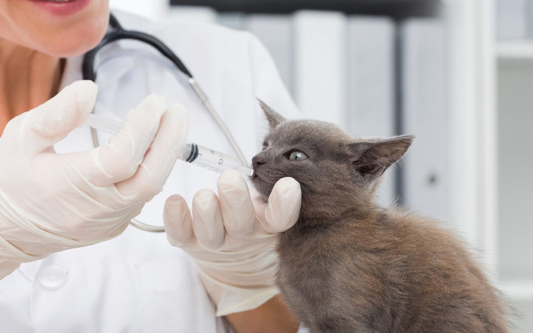 Campaña de desparasitación Felina